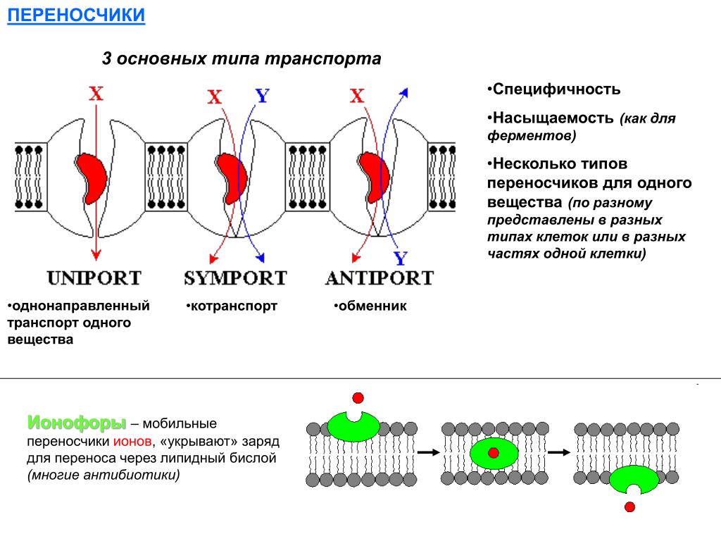 Кодирует ферменты содержит белки переносчики электронов. Активный транспорт веществ через мембрану ферменты. Активный транспорт переносчики. Что такое ферменты переносчики. Ферменты активного транспорта.