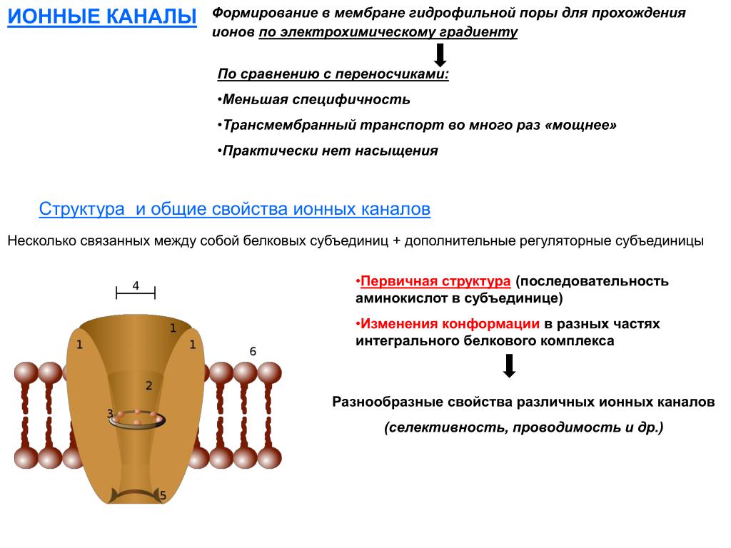 Рецепторы формирующие ионные каналы их строение примеры