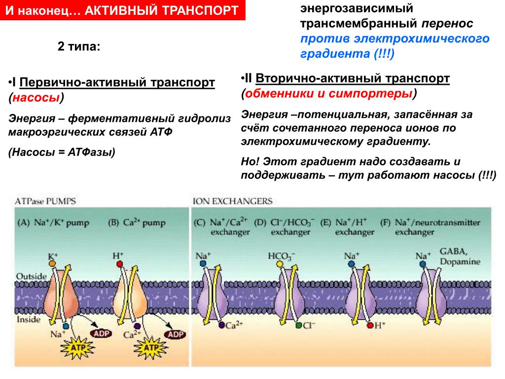 Транспорт веществ физиология. Первично активный транспорт примеры. Активный транспорт веществ через мембрану первичный и вторичный. Первично и вторично активный транспорт. Первично-активный транспорт ионов это.