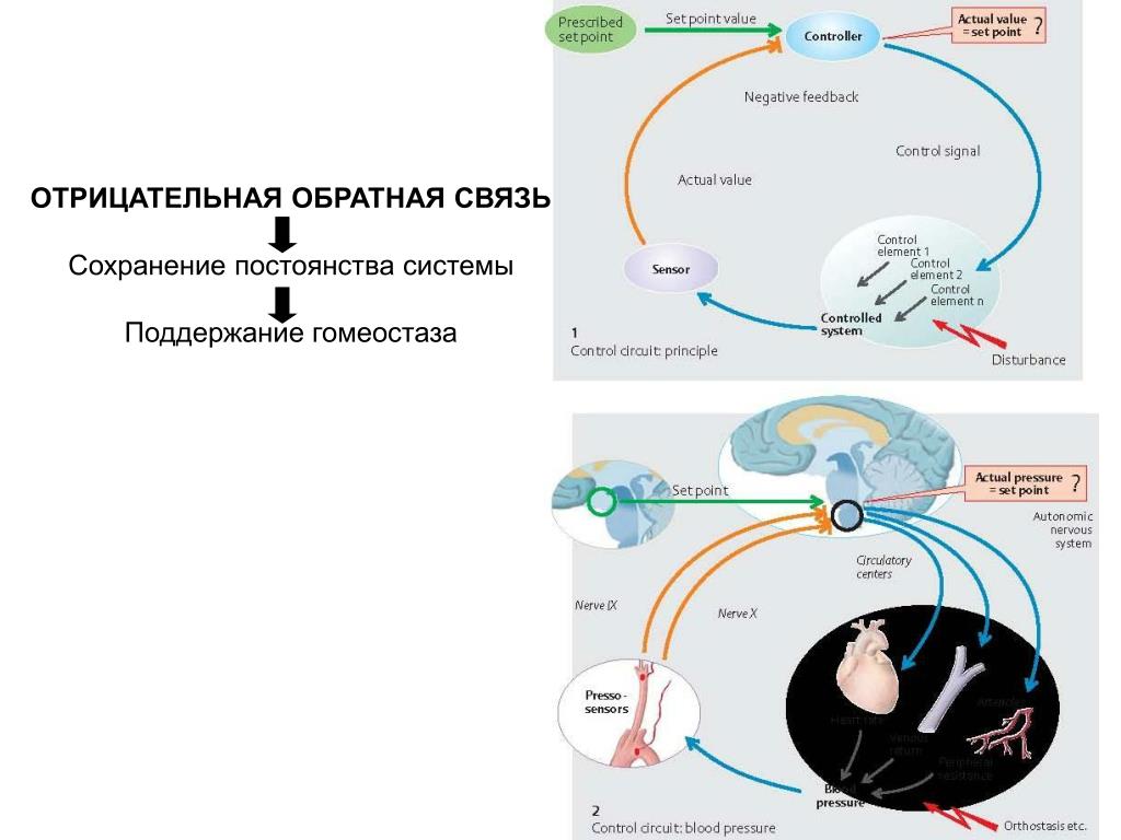 Отрицательная обратная связь презентация