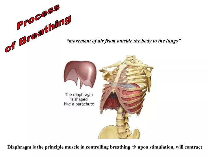 ppt-process-of-breathing-powerpoint-presentation-free-download-id