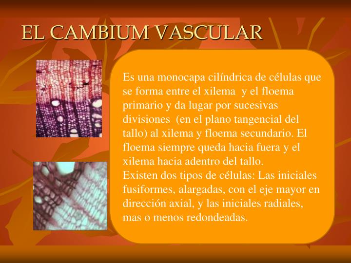 PPT LOS TEJIDOS VEGETALES PowerPoint Presentation ID6066167