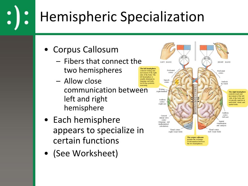 Unit 3: Biological Psychology PowerPoint Presentation, free ... Biology Diagrams