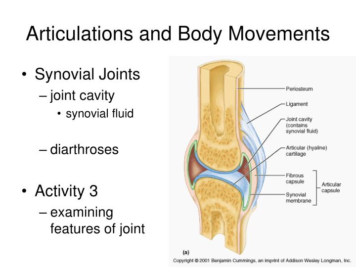 joints and body movement Joints hold the skeleton together and support movement there are two ways to categorize joints the first is by joint function, also referred to as range of motion. joints and body movement Joints hold the skeleton together and support movement there are two ways to categorize joints the first is by joint function, also referred to as range of motion.