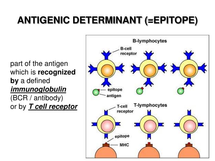antigenic fragment definition antigenic fragment definition