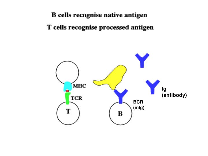 immunological cross reactivity definition immunological cross reactivity definition
