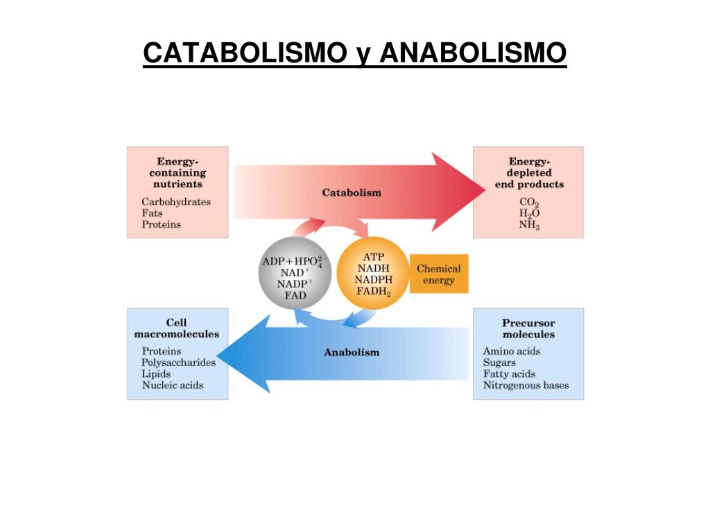 Esquema De Anabolismo Y Catabolismo