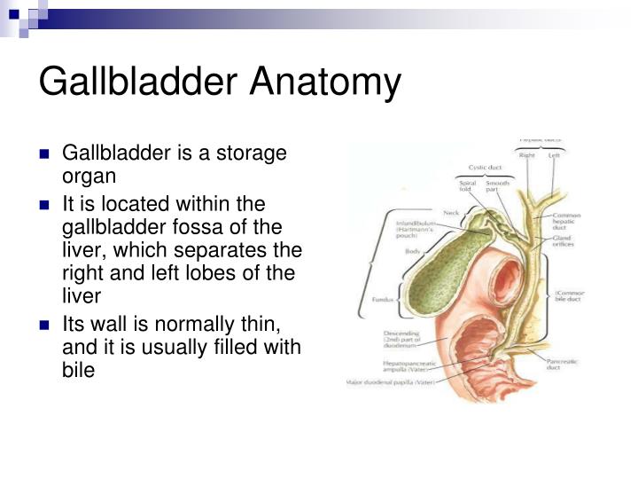 Gallbladder Fossa Anatomy