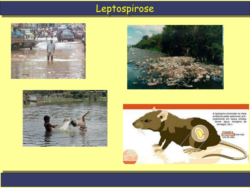 PPT Leptospirose PowerPoint Presentation, free download ID6069260