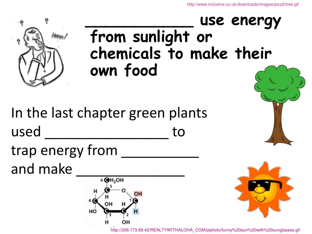 PPT ___________ use energy from sunlight or chemicals to make their
