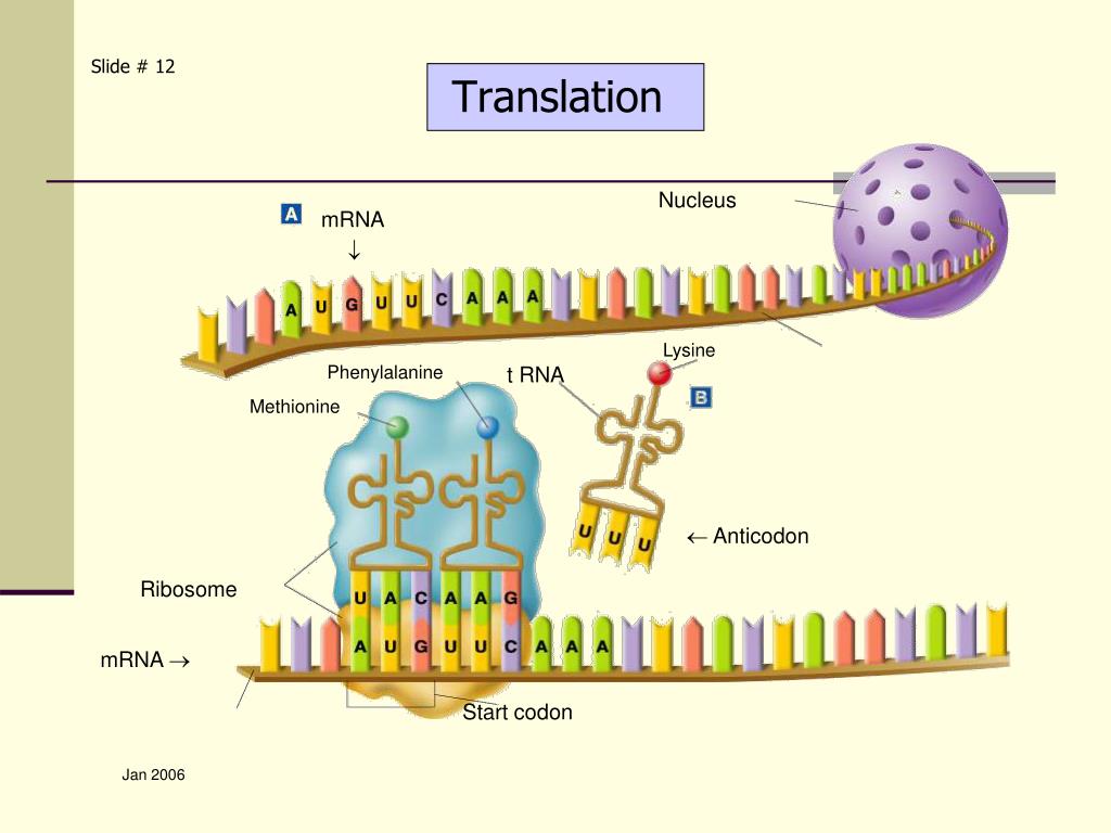 protein synthesis ppt