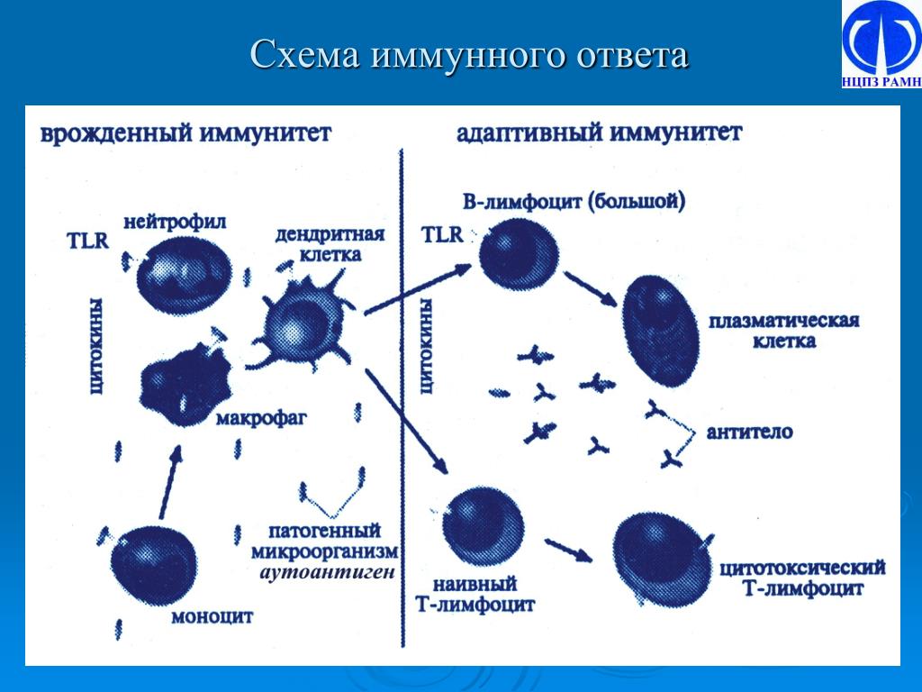 Иммунитет иммунные реакции. Первичный иммунный ответ иммунология схема. Схема формирования врожденного иммунитета. Схема специфического клеточного иммунного ответа. Общая схема иммунного ответа иммунология.
