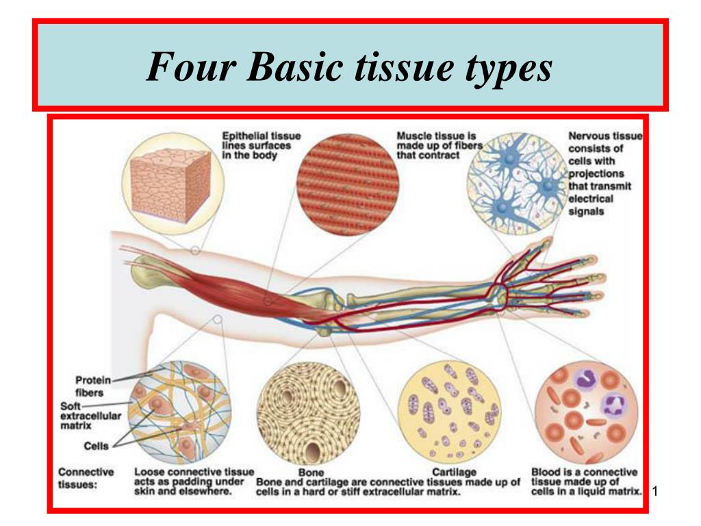 Main Types Of Tissues main-types-of-tissues