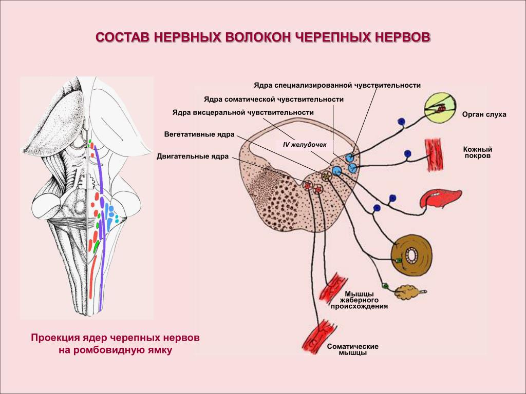 Какие ядра в черепных нервах. Вегетативные ядра черепных нервов. Двигательные ядра черепных нервов. Чувствительные и вегетативные ядра. Ядра черепно мозговых нервов двигательные чувствительные.
