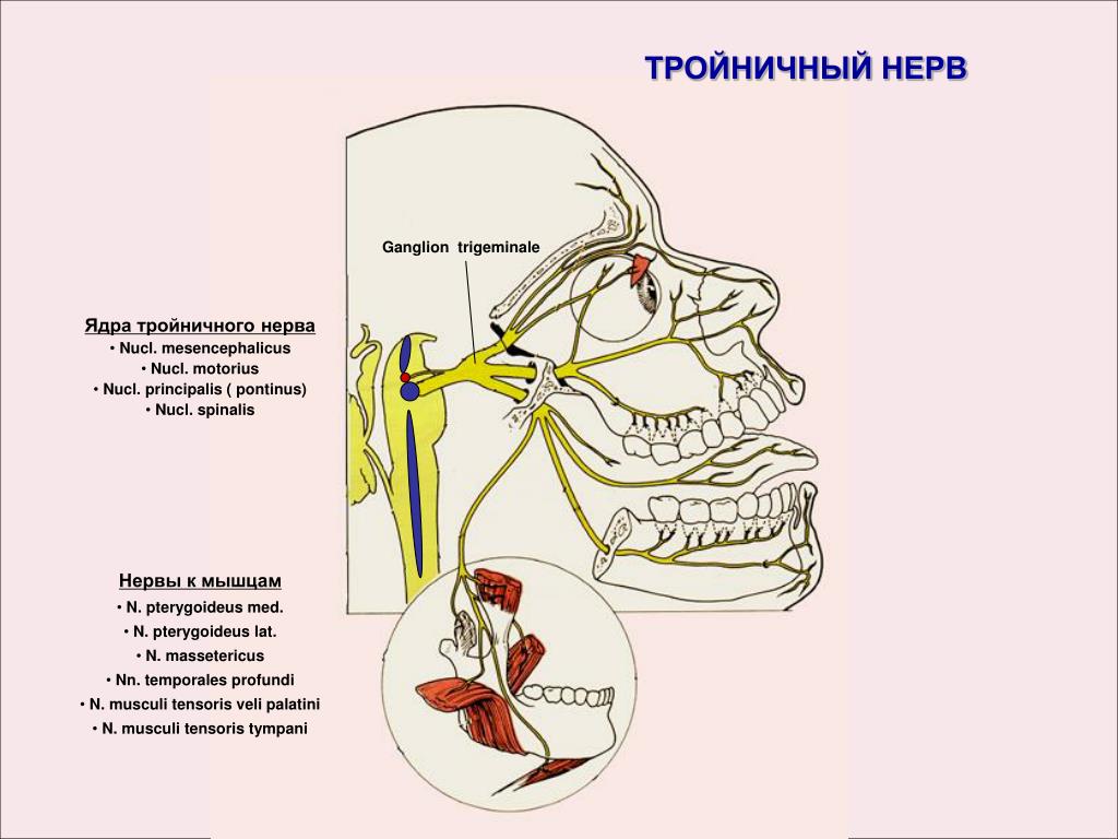 Неприятный нерв. Корешок тройничного нерва анатомия. Тройничный нерв анатомия воспаление. Чувствительный узел тройничного нерва. 2 Ветвь тройничного нерва иннервирует.