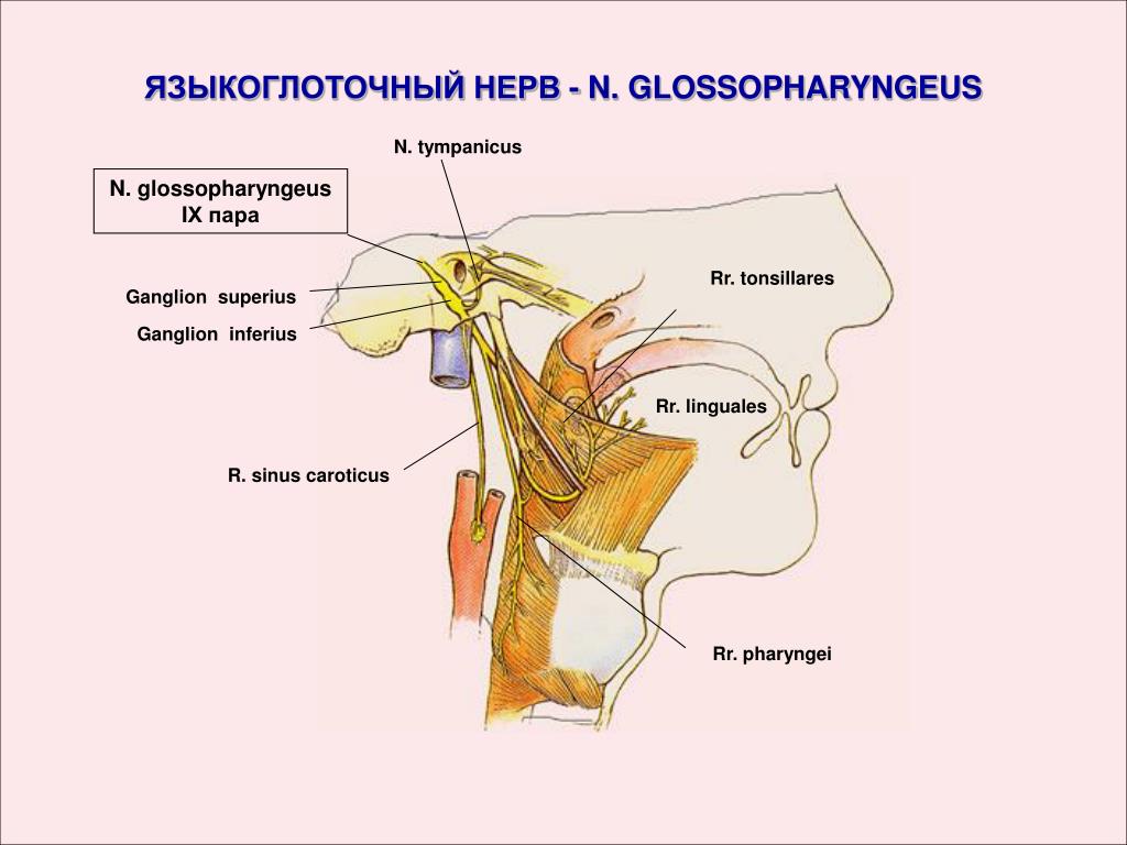 Лицевой языкоглоточный нерв. 9 Пара языкоглоточный нерв. Языкоглоточный нерв анатомия. Языкоглоточный нерв анатомия схема. Языкоглоточный нерв анатомия ветви.