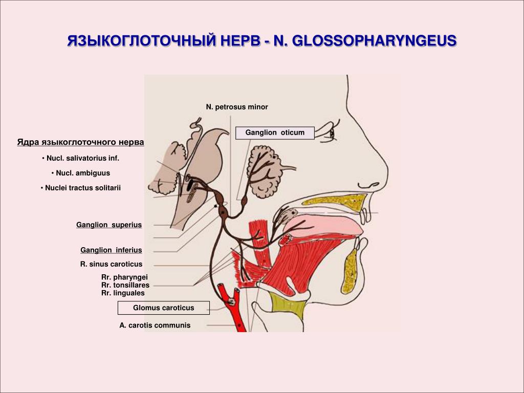 Языкоглоточный блуждающий нерв. Иннервация языкоглоточного нерва схема. Языкоглоточный нерв (n. glossopharyngeus). Языкоглоточный нерв топография. Парасимпатическая иннервация языкоглоточного нерва.