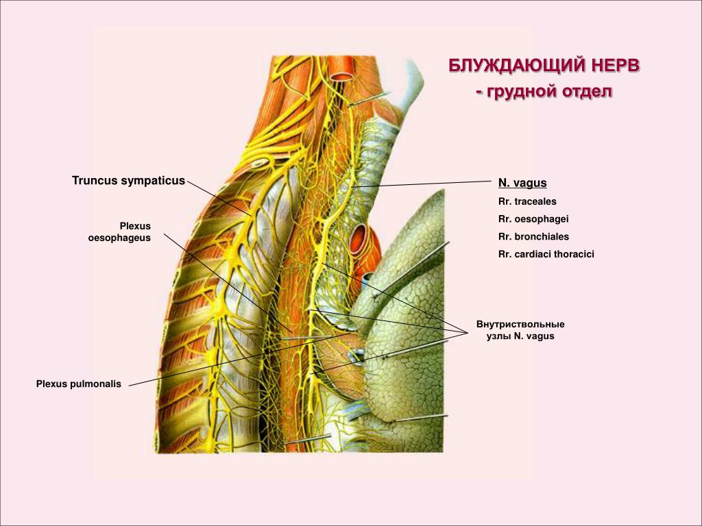 Левый блуждающий нерв. Ветви грудного отдела блуждающего нерва. Блуждающий нерв грудной отдел ветви. Нервы грудного отдела блуждающего нерва. N.Vagus анатомия топографическая.