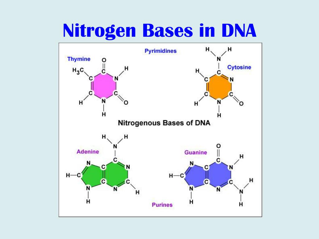 Тимин синтез. Nitrogenous Base. Таблица Тимин аденин. Nitrogenous Bases DNA. Цитозин элемент.