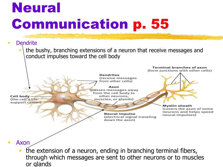 ppt myers psychology 7th ed powerpoint presentation neural communication