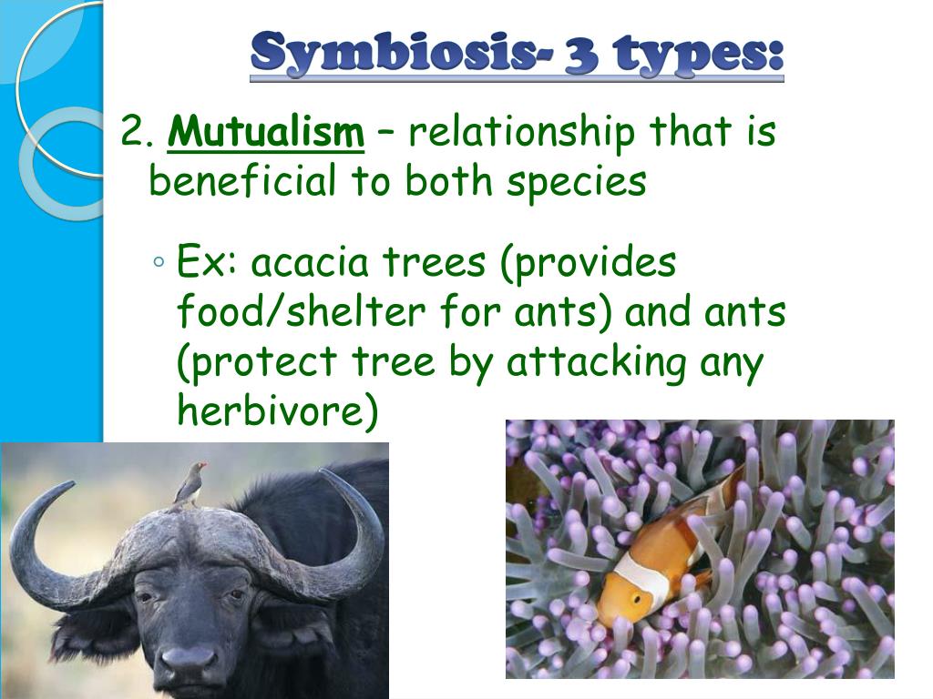name  types symbiosis