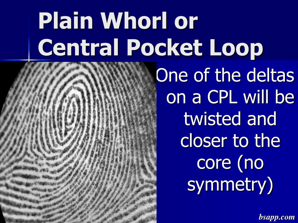 plain whorl fingerprint plain whorl fingerprint