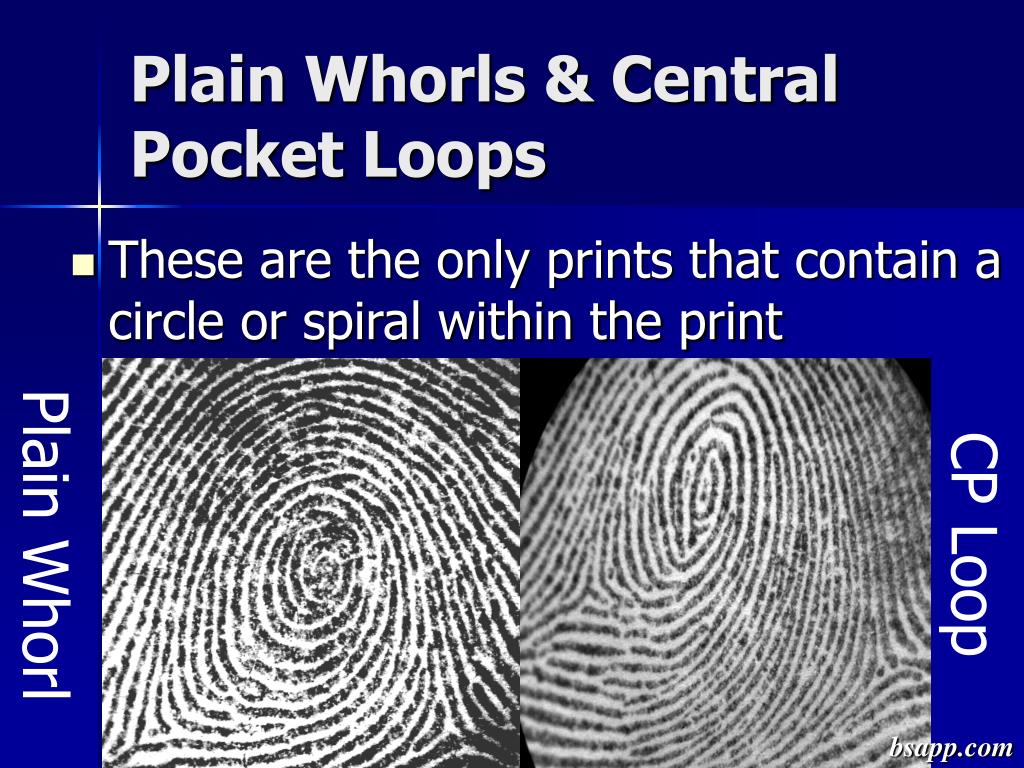 plain whorl fingerprint plain whorl fingerprint