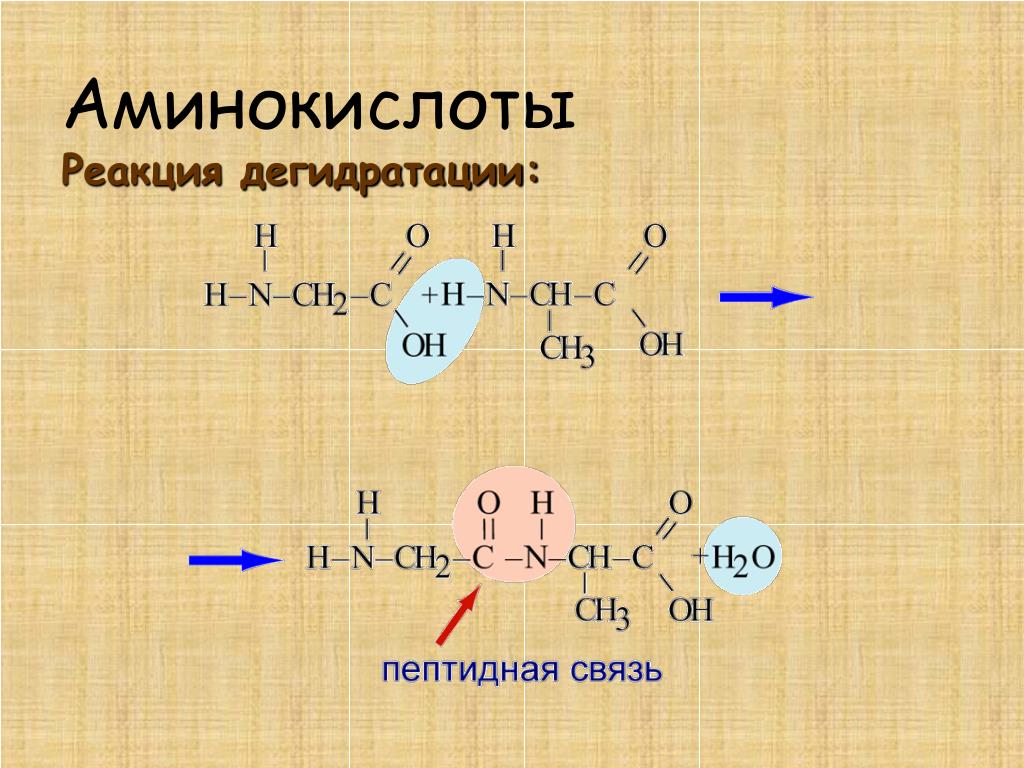 Химическая связь аминокислот