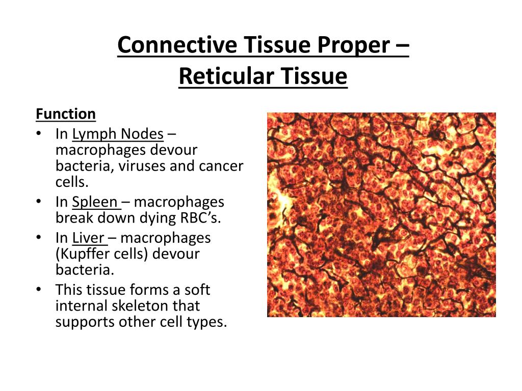 Reticular Connective Tissue Diagram