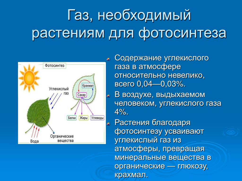 Часть растения необходимая для фотосинтеза. Углекислый ГАЗ необходим растению для. Схема процесса фотосинтеза. Фотосинтез необходим растениям для. Фотосинтез углекислого газа.