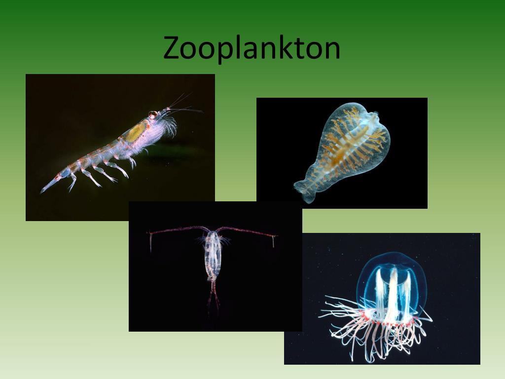 PPT Zooplankton  PowerPoint Presentation free download 
