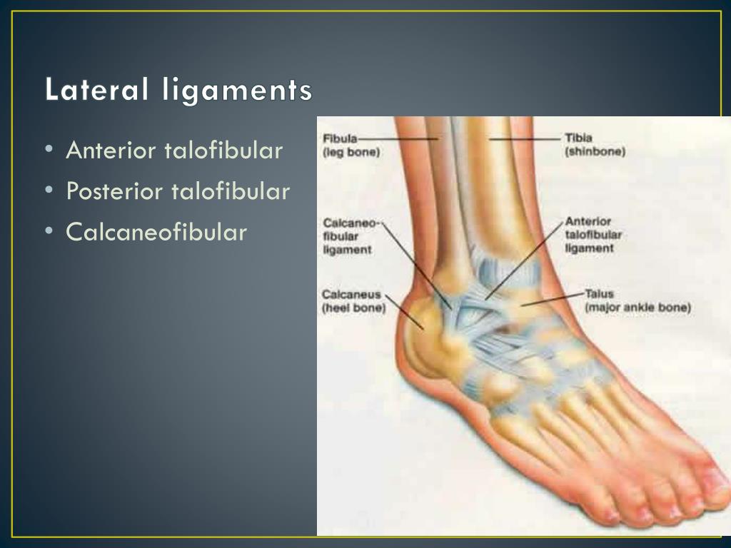PPT - Injuries to the Foot, Ankle and Lower Leg PowerPoint Presentation ...
