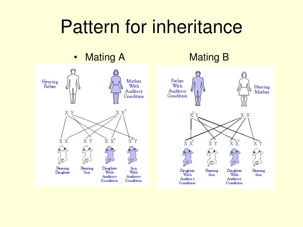 Ppt Sex Linked Inheritance Powerpoint Presentation Free Download