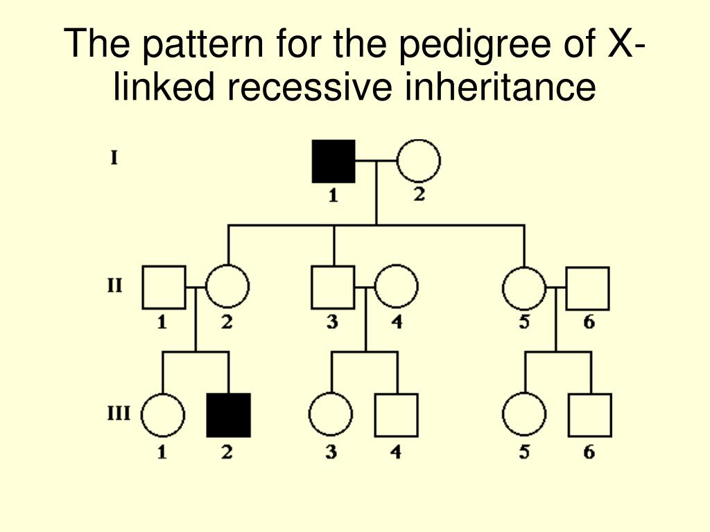 PPT - Sex Linked Inheritance PowerPoint Presentation, free download ...