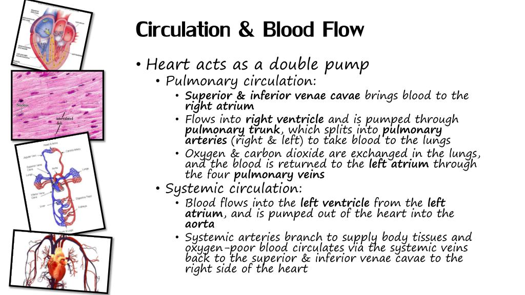 PPT - The Cardiovascular System PowerPoint Presentation, free download