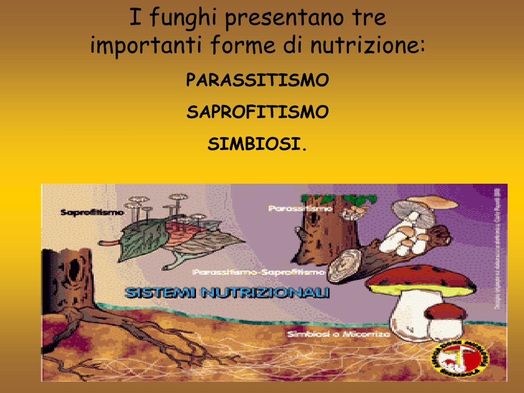 Di Cosa Si Nutrono I Funghi PPT - CHE COSA SONO I FUNGHI? PowerPoint Presentation, free download