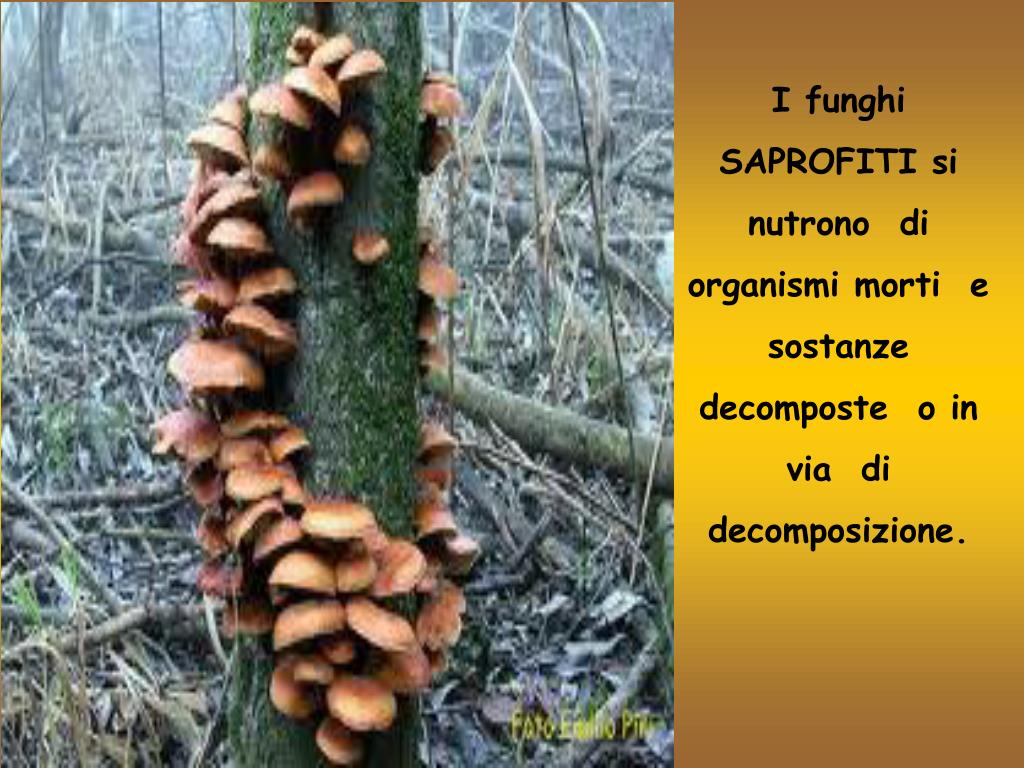 Di Cosa Si Nutrono I Funghi PPT - CHE COSA SONO I FUNGHI? PowerPoint Presentation, free download