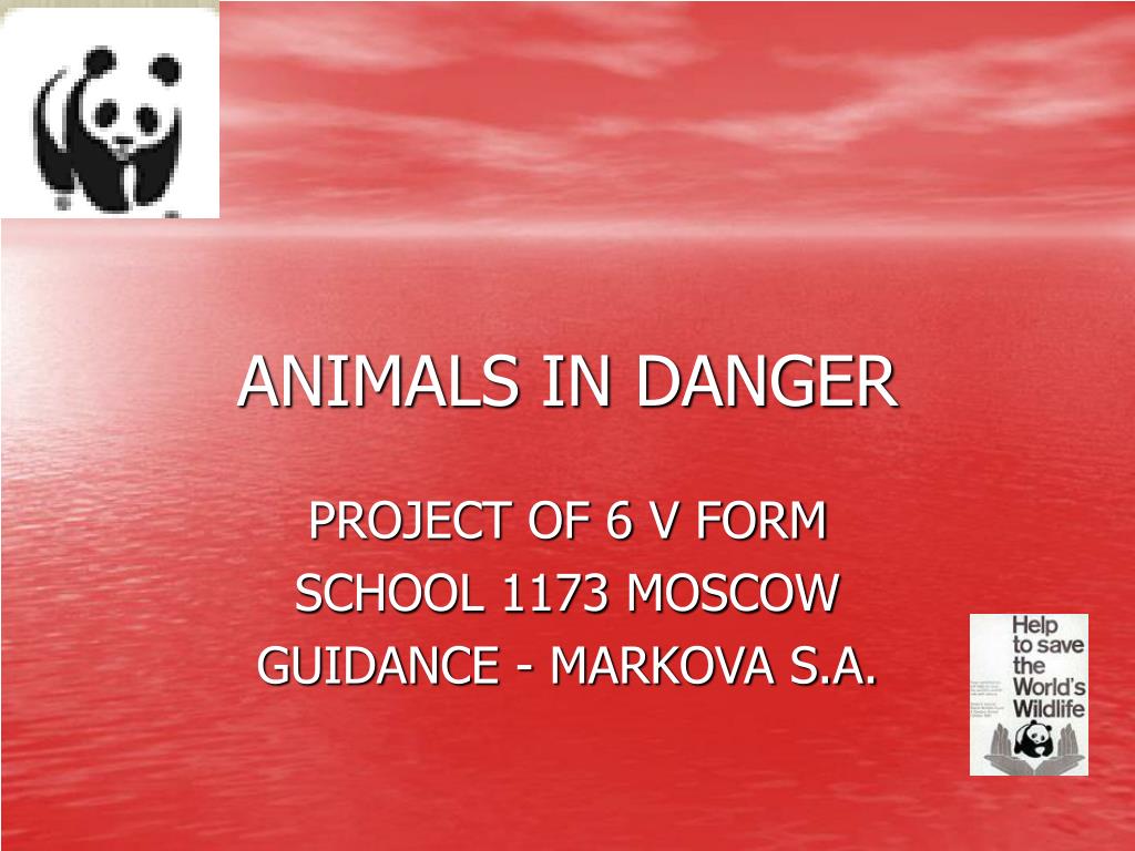 PPT - ANIMALS IN DANGER PowerPoint Presentation, free download - ID:6080213
