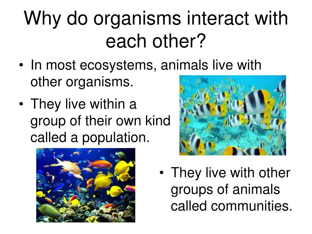 PPT - Aim : How can organisms in an ecosystem interact with each other?  PowerPoint Presentation - ID:6080851