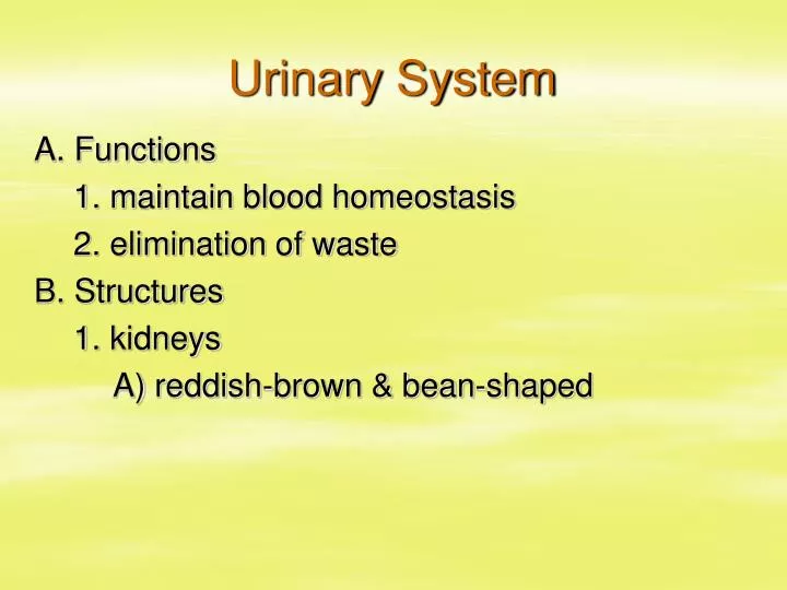 urinary system n.