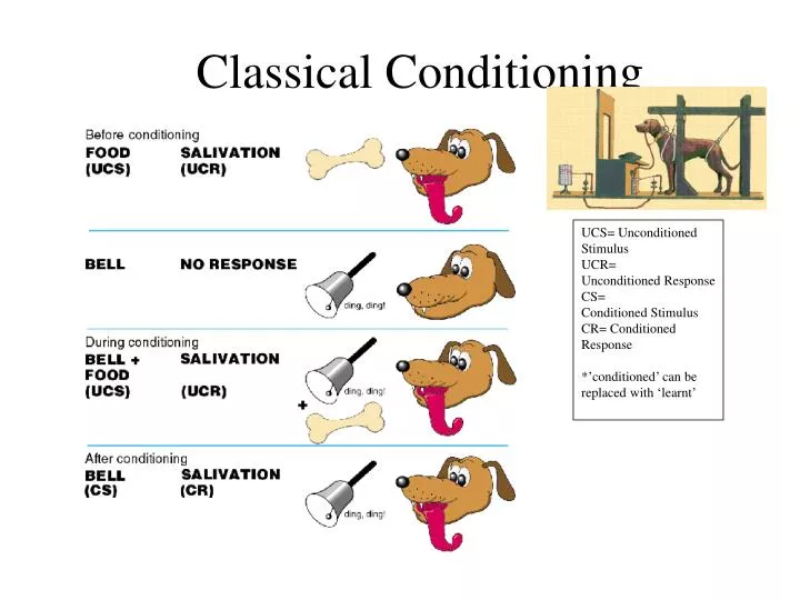 PPT - Classical Conditioning PowerPoint Presentation, free ...