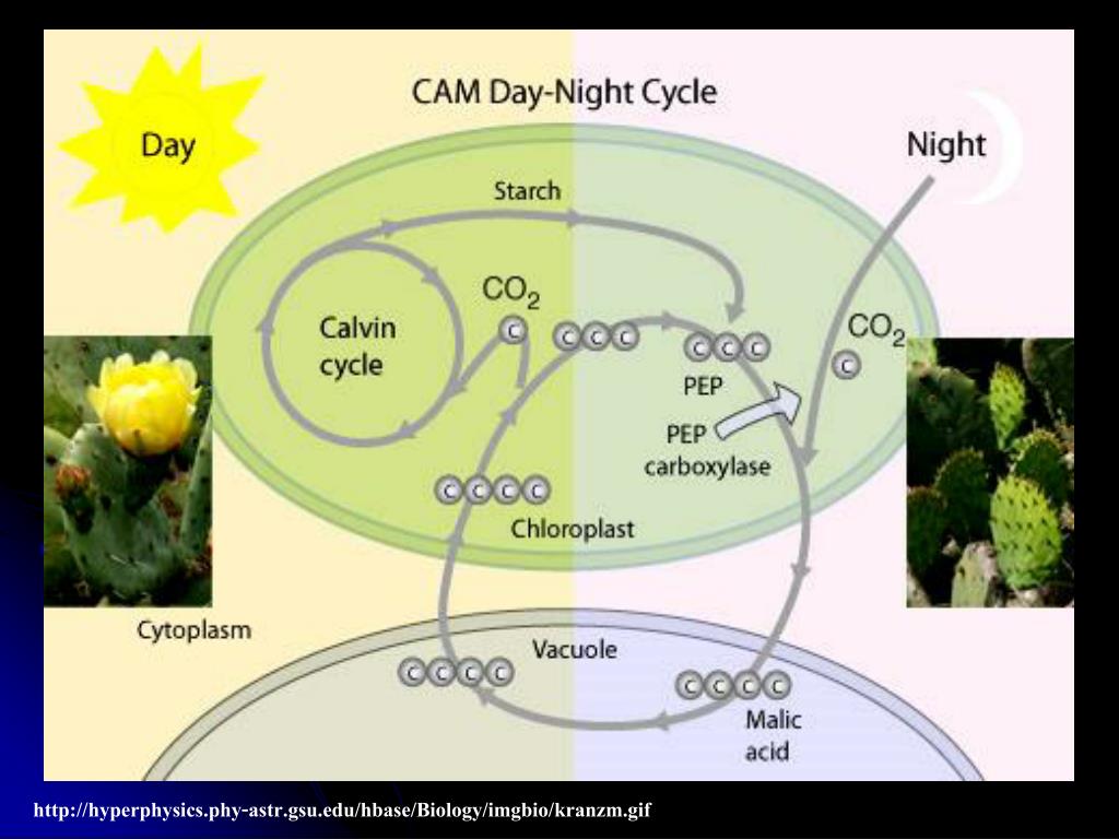 Появление фотосинтеза эра. C4 и cam фотосинтез. С3 с4 и сам фотосинтез. С4 фотосинтез растения. С 4 путь фотосинтеза у толстянковых.
