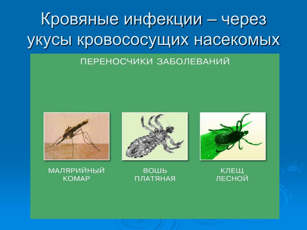 Возбудитель передается через укусы насекомых. Кровяные инфекционные заболевания. Кровяные трансмиссивные инфекции. Переносчики заболеваний.