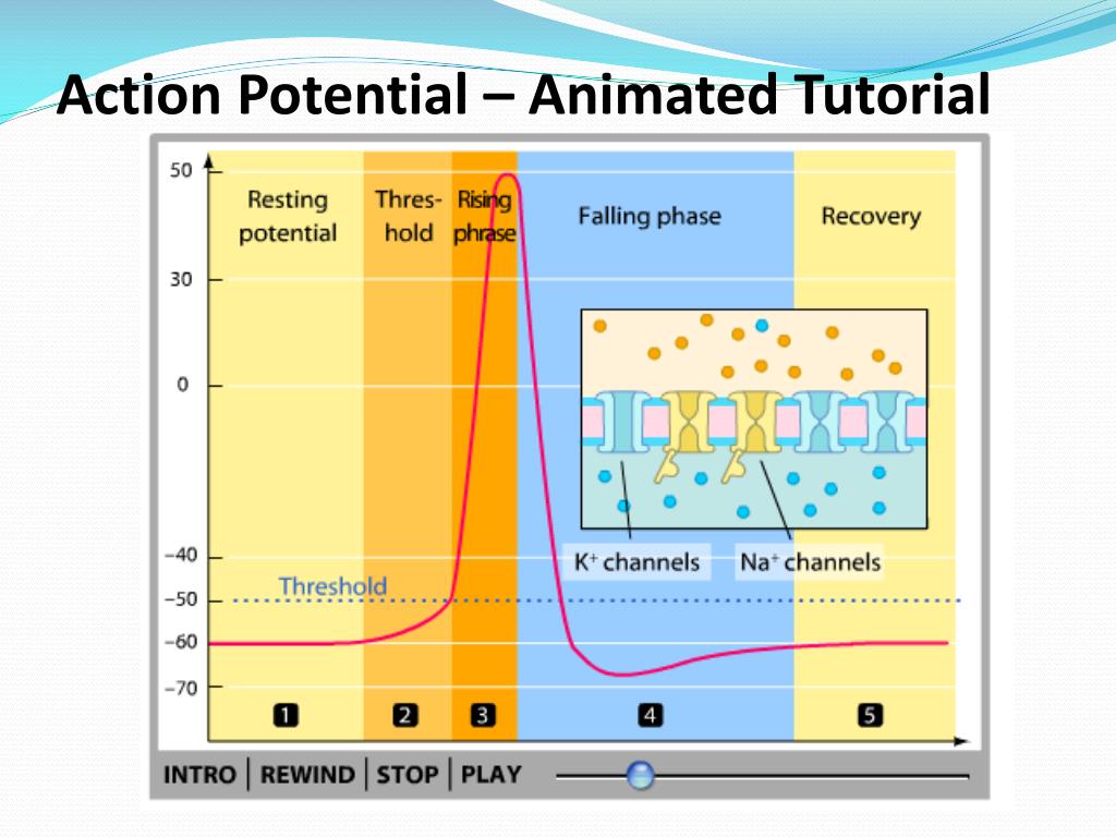PPT Topic 6 5 Nerves Hormones And Homeostasis PowerPoint PPT Topic 6 5 Nerves Hormones And Homeostasis PowerPoint
