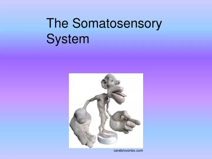 PPT - The Somatosensory System PowerPoint Presentation, free download