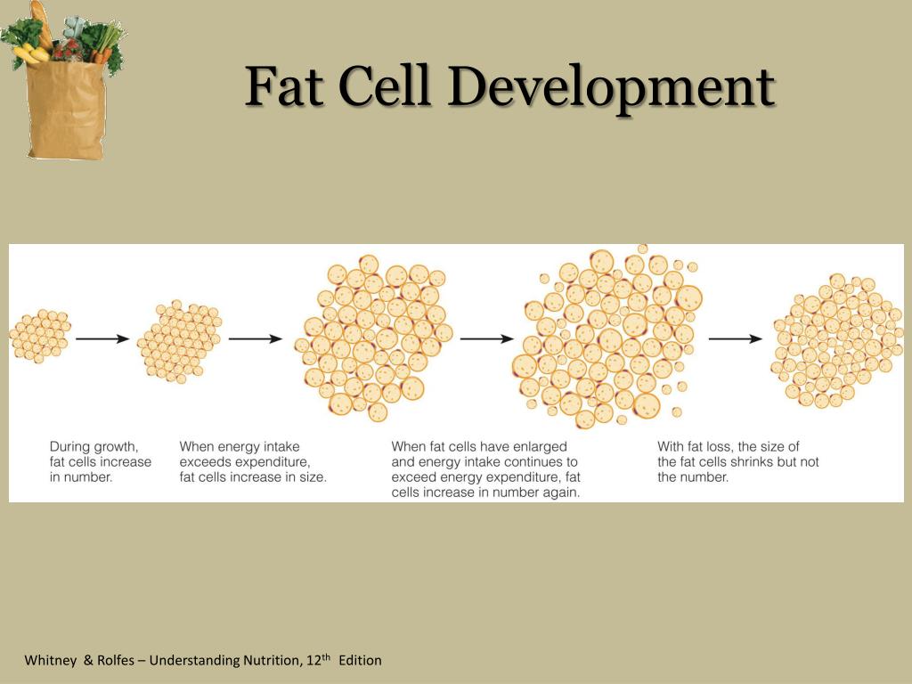 Ppt weight management overweight obesity and underweight