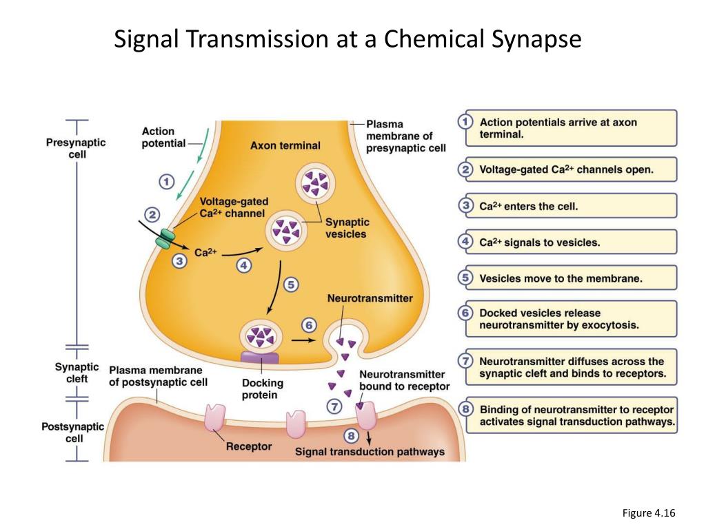 PPT - Topic 2d Neurotransmission PowerPoint Presentation, free download ...