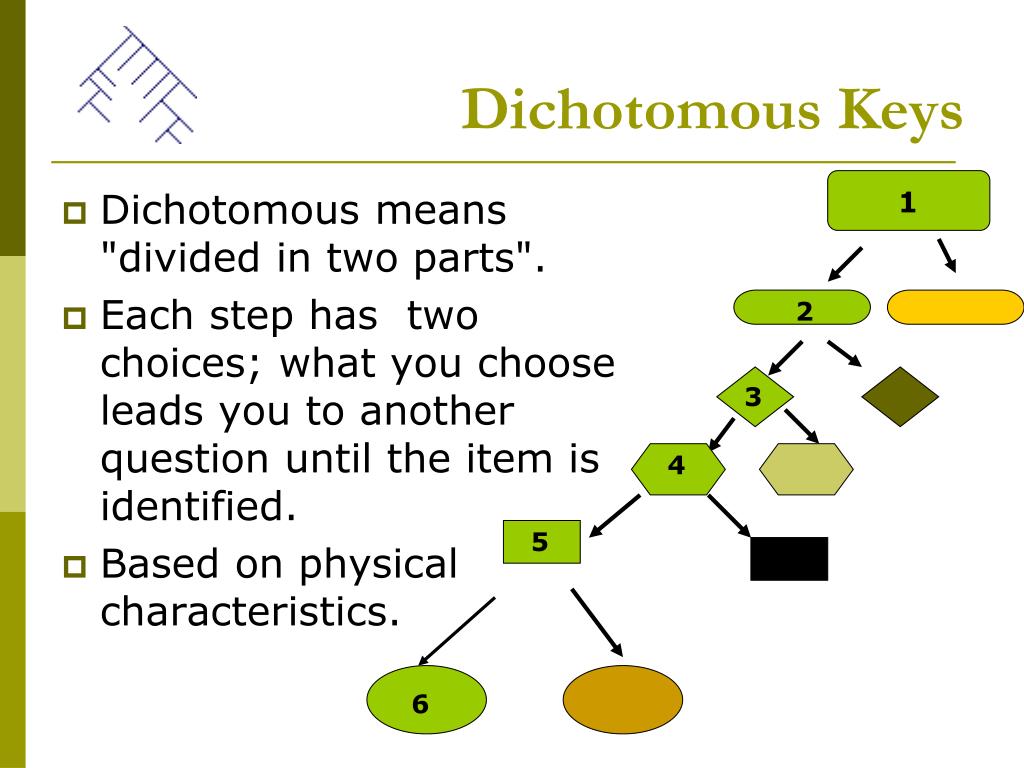 PPT Dichotomous Keys PowerPoint Presentation Free Download ID 6088751 dichotomous-key-create-a-key-activity-editable-printable-google