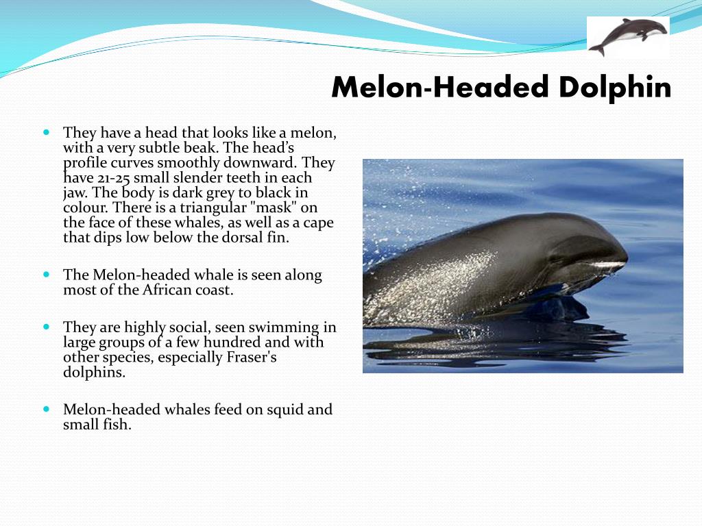 Английский про дельфинов. Дельфин Melon. Дельфин на английском языке. Дельфин описание. Описание дельфина на английском.
