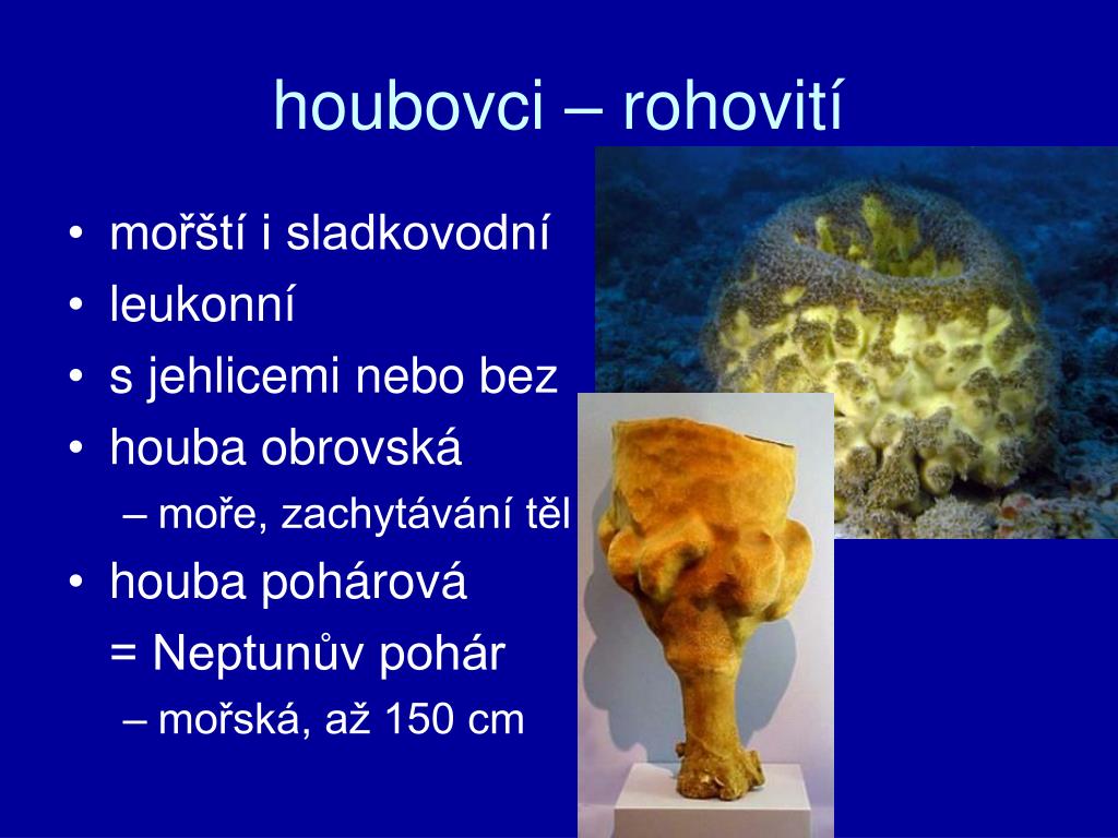 PPT - Mnohobuněční PowerPoint Presentation, free download - ID:6091286